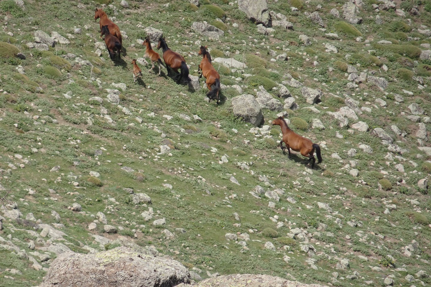 Karadağ’ ın yılkı atları