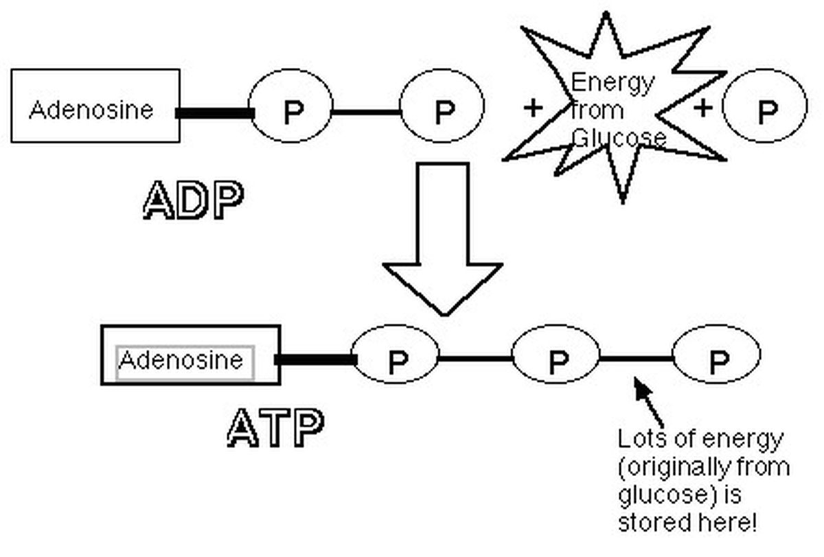 ATP döngüsü.